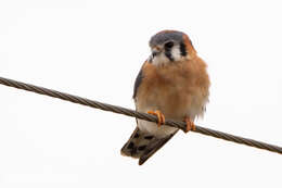 Image of Little Sparrow Hawk