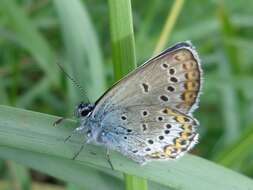 Image of Plebejus idas