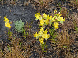 Image of Ceratandra bicolor Sond. ex Bolus