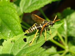 صورة <i>Tenthredo scrophulariae</i>