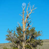 Image of Great Basin bristlecone pine