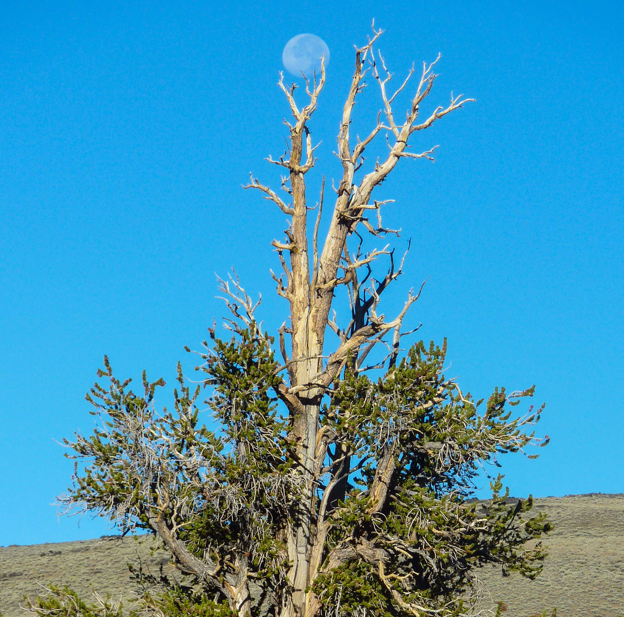 Image of Great Basin bristlecone pine