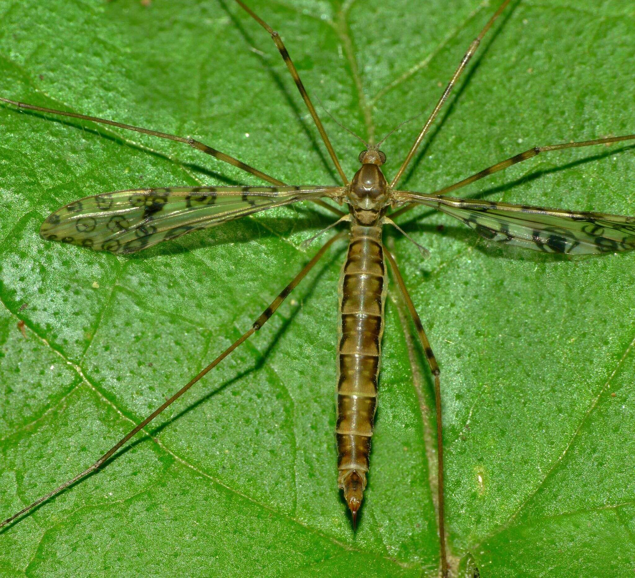 Image of Austrolimnophila (Austrolimnophila) argus (Hutton 1900)