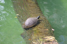 Image of Florida Red-bellied Cooter