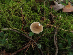 Image of Ampulloclitocybe