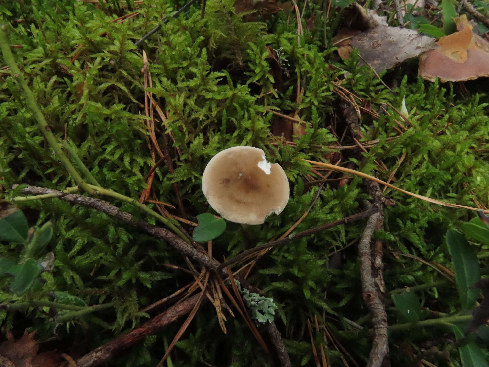 Image of Ampulloclitocybe