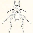 Image of Campsicnemus mirabilis (Grimshaw 1902)