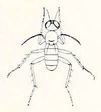 Image of Campsicnemus mirabilis (Grimshaw 1902)