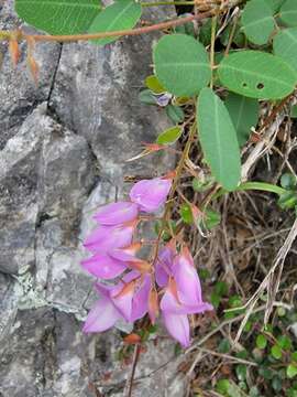 Imagem de Campylotropis macrocarpa (Bunge) Rehder