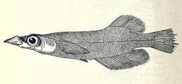 Image of Duck-billed Buntingi