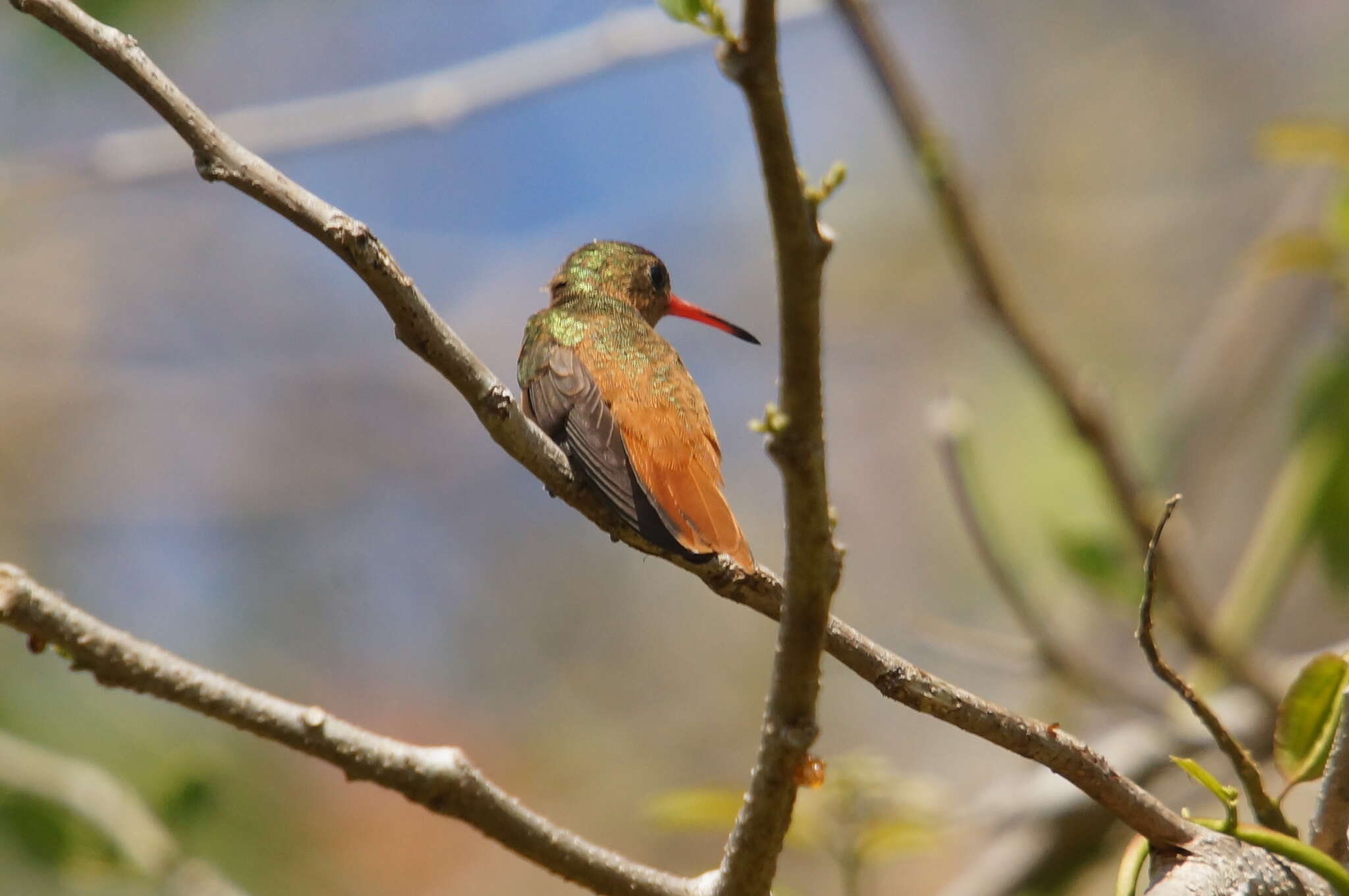 Image of Cinnamon Hummingbird
