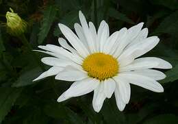 Image of daisy