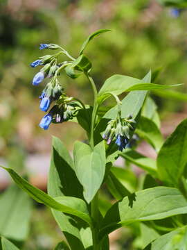 Image of tall fringed bluebells