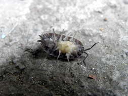 Image of Pill woodlouse