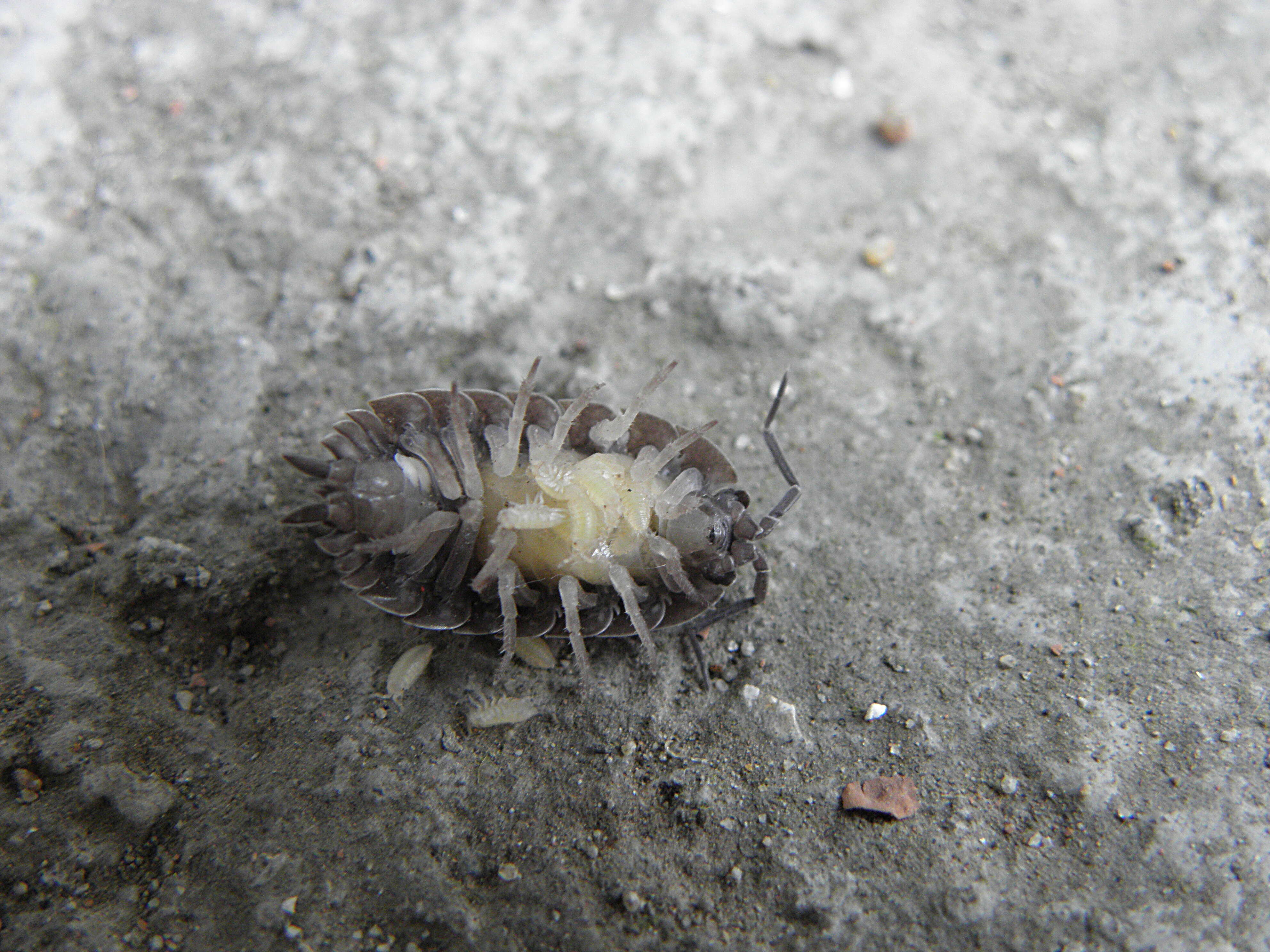 Image of Pill woodlouse