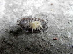 Image of Pill woodlouse