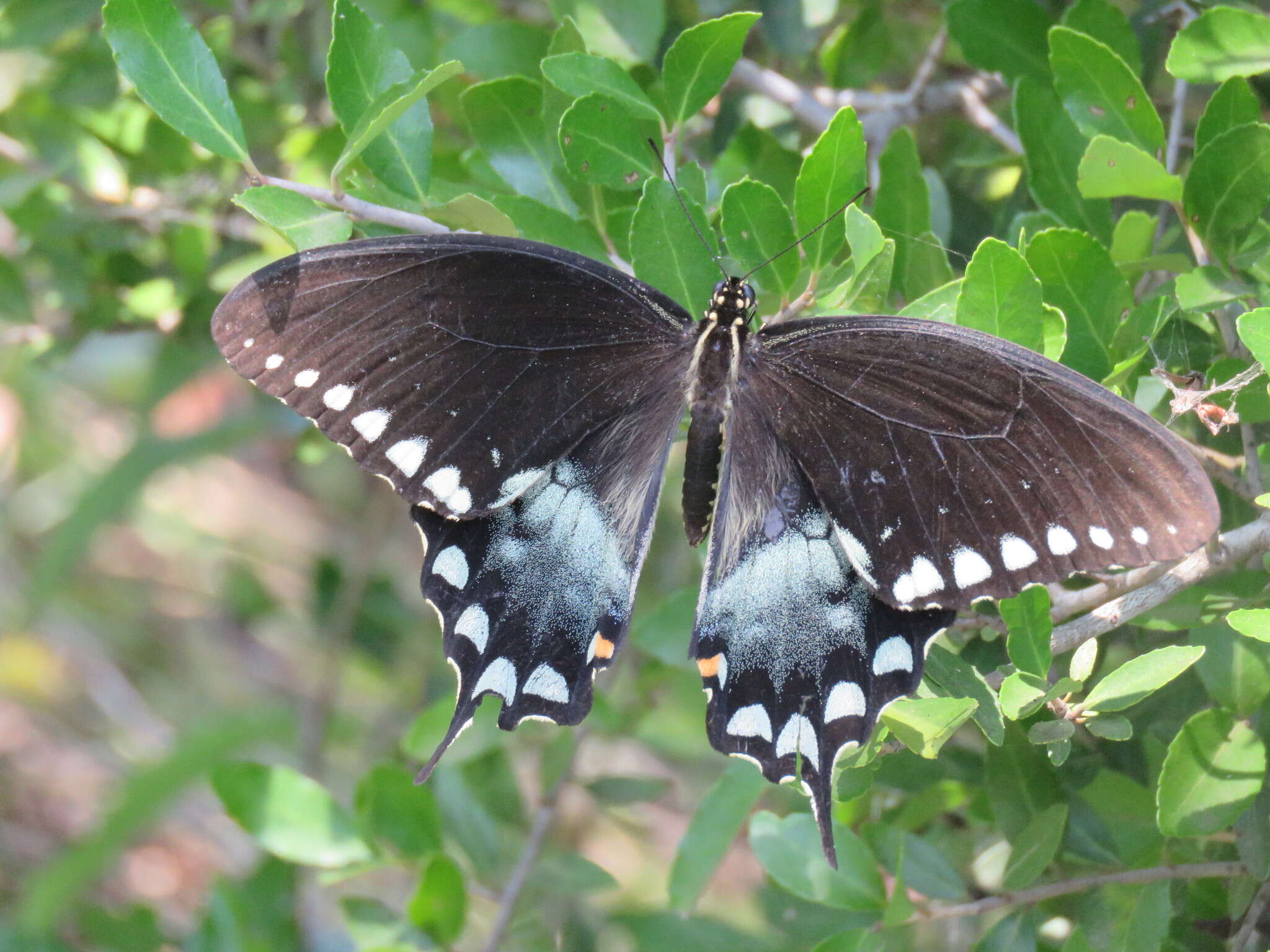 Papilio troilus Linnaeus 1758 resmi