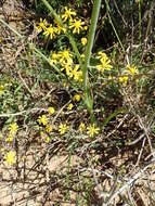 Image of Albuca suaveolens (Jacq.) J. C. Manning & Goldblatt