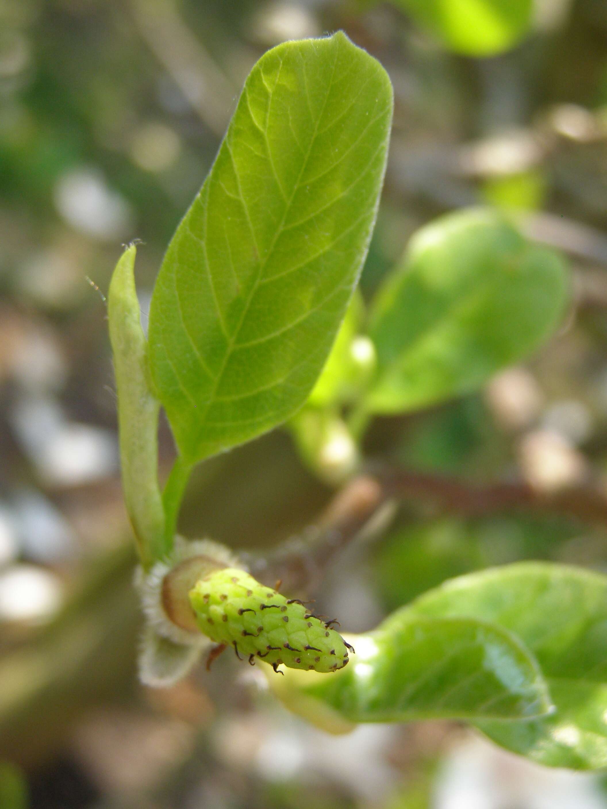 Image of Saucer magnolia