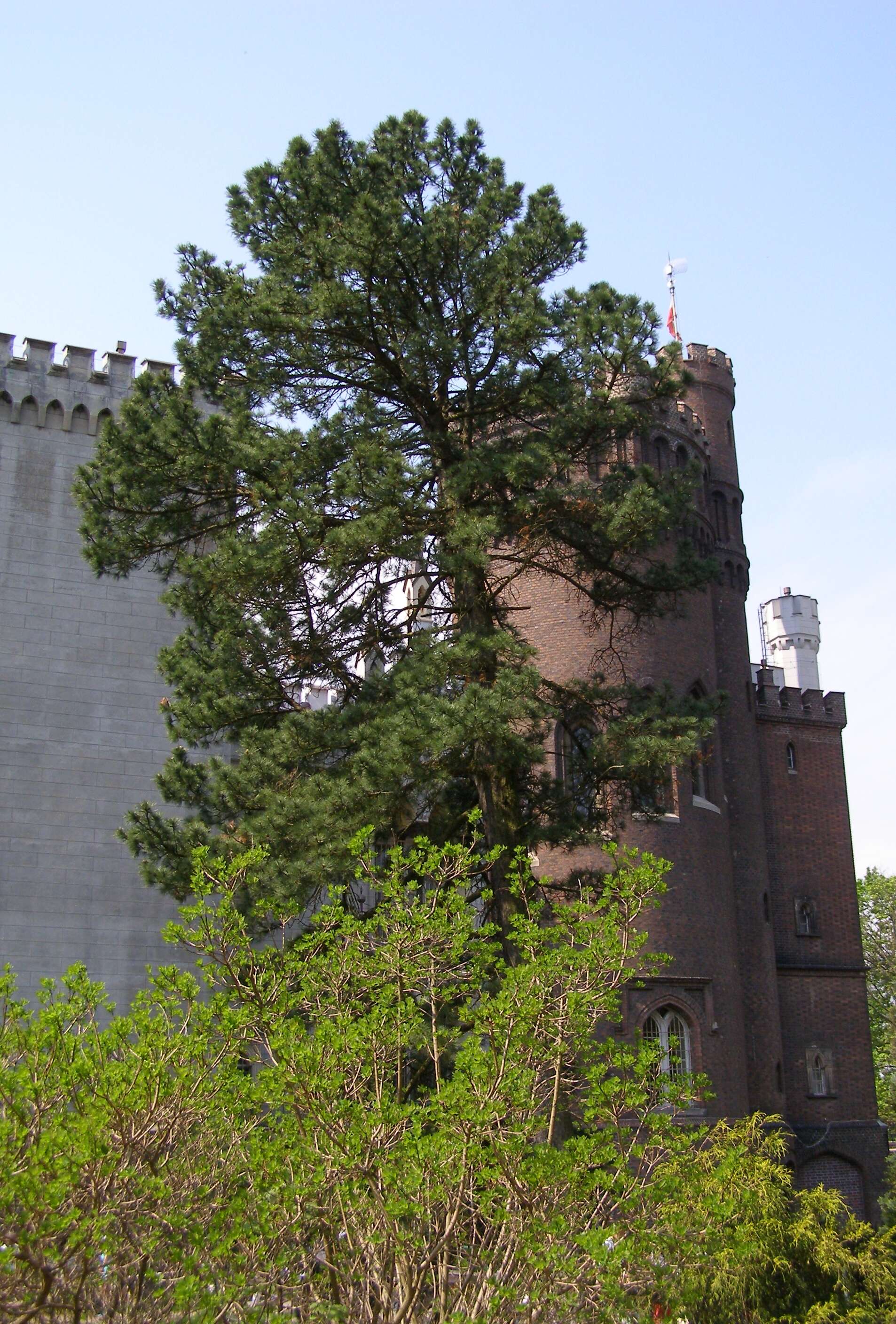 Image of Arolla Pine