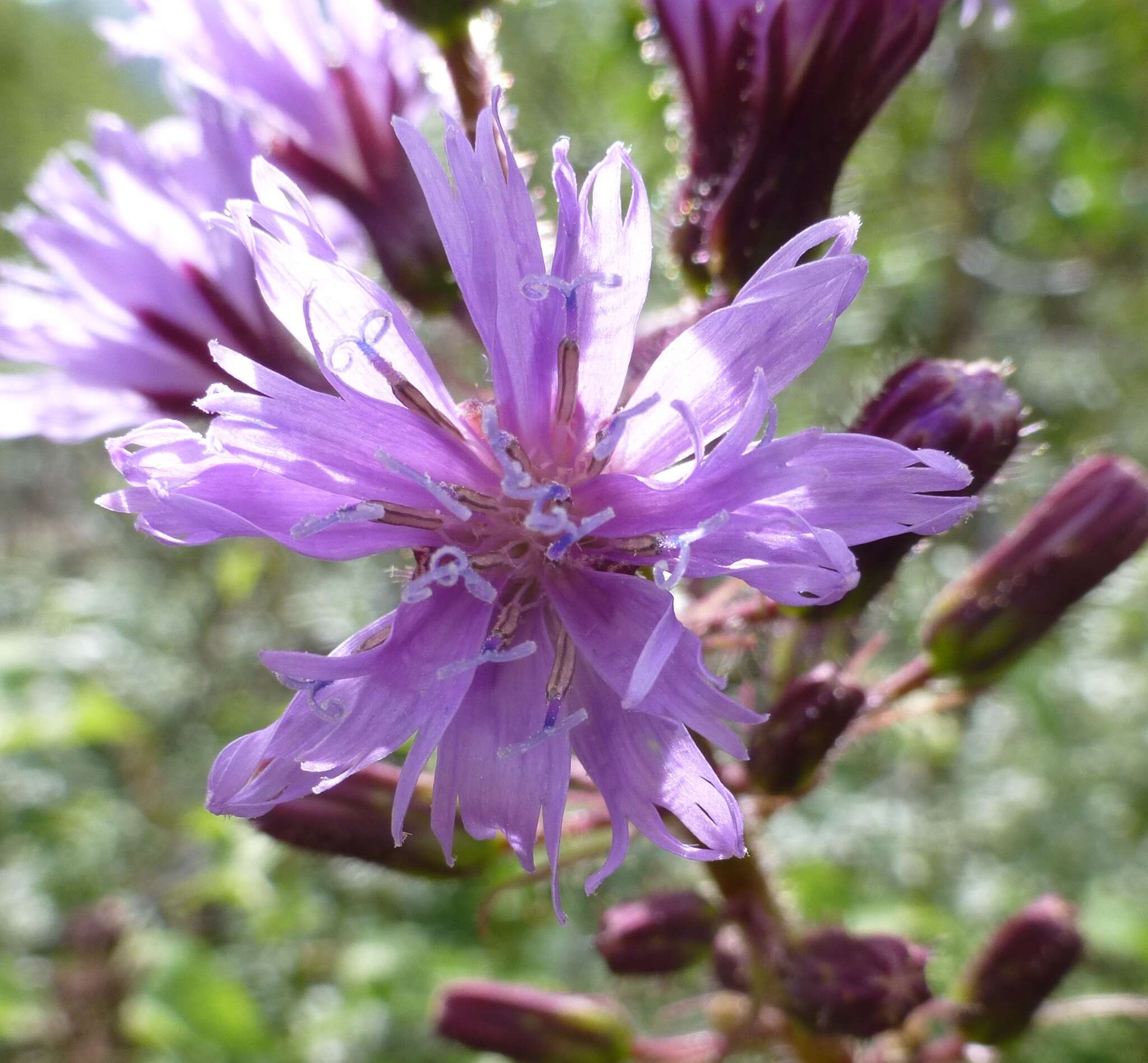 Image of Cicerbita alpina (L.) Wallr.