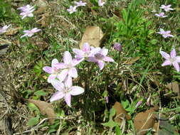 Image of Virginia springbeauty