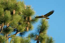 Image of Red-tailed Hawk