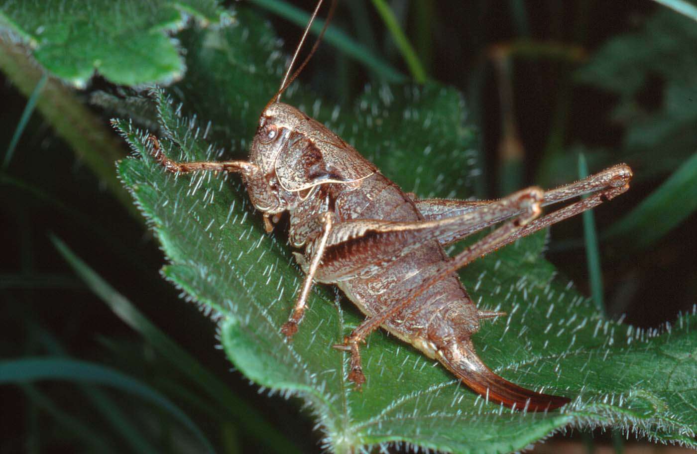 Image of dark bush-cricket