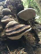 Image of Fomitopsis ochracea Ryvarden & Stokland 2008