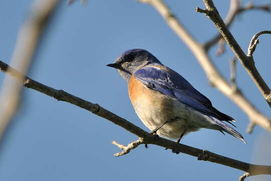 Image of Western Bluebird