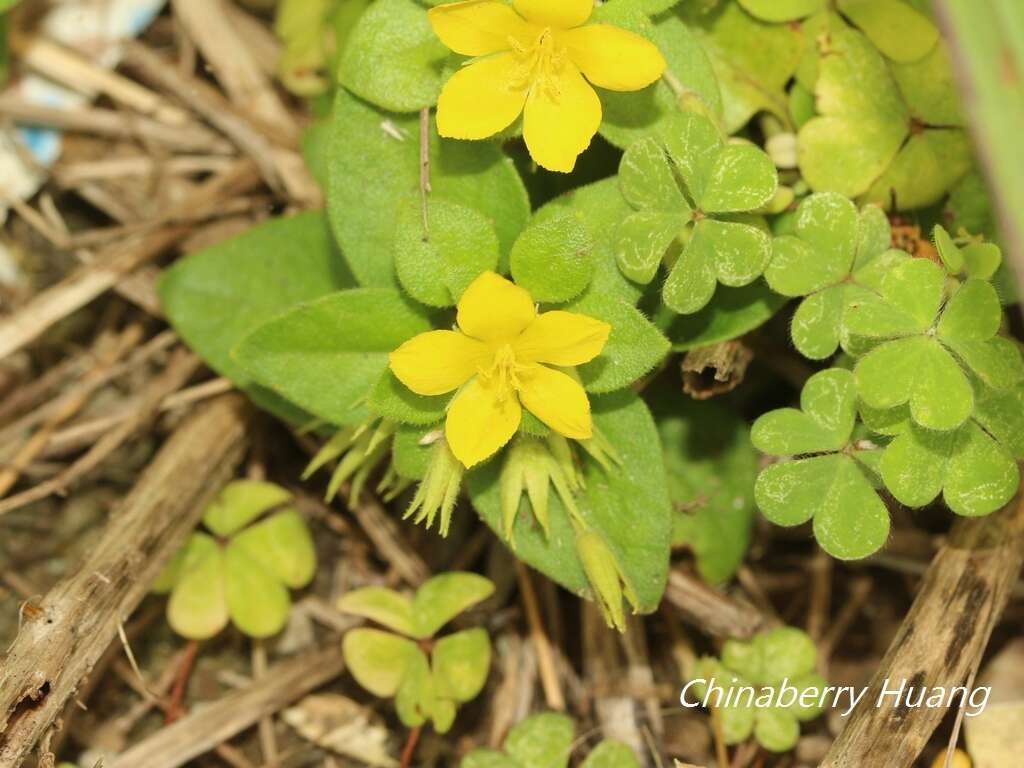 Plancia ëd Lysimachia remota Petitm.