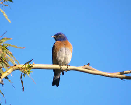 Image of Western Bluebird