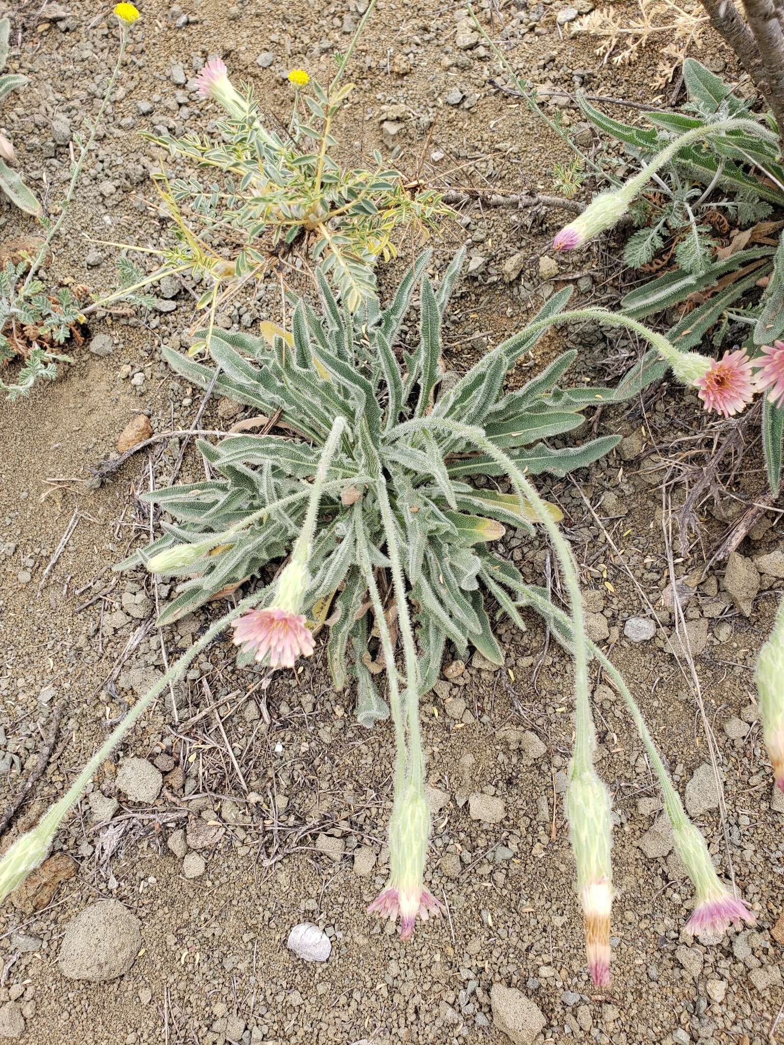 Image of Leontodon asperrimus (Willd.) Boiss. ex Ball.