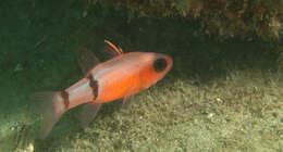 Image of Barred Cardinalfish