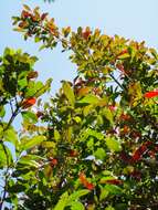 Image of Forest bushwillow