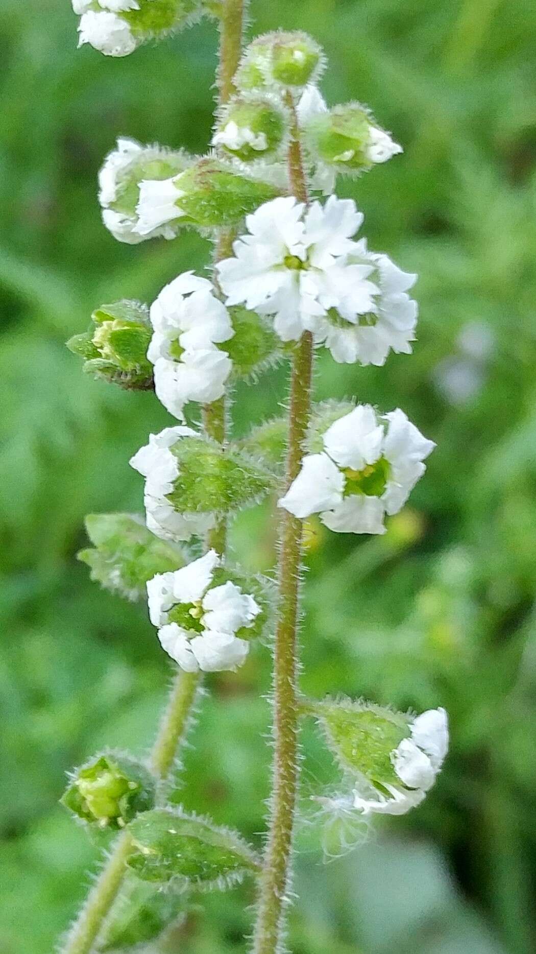 Image of Lithophragma maxima Bacigal.