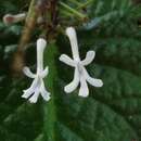 Image of Streptocarpus haygarthii N. E. Brown ex C. B. Clarke