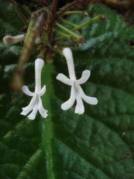 Image of Streptocarpus haygarthii N. E. Brown ex C. B. Clarke