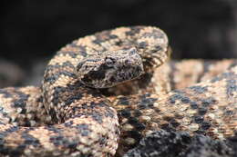 Image of Crotalus pyrrhus (Cope 1867)