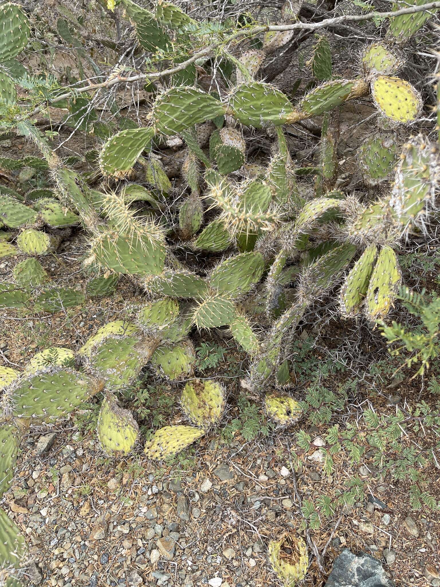 Image of Opuntia caracassana Salm-Dyck