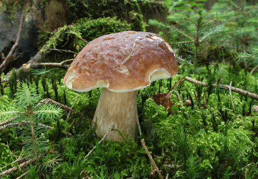 Image of Cep