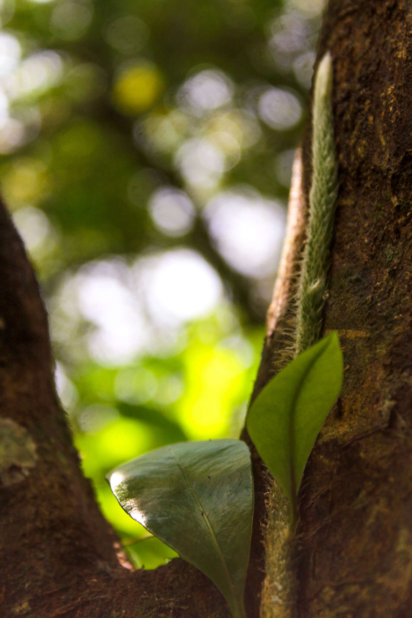 Image of Microgramma nitida (J. Sm.) A. R. Sm.