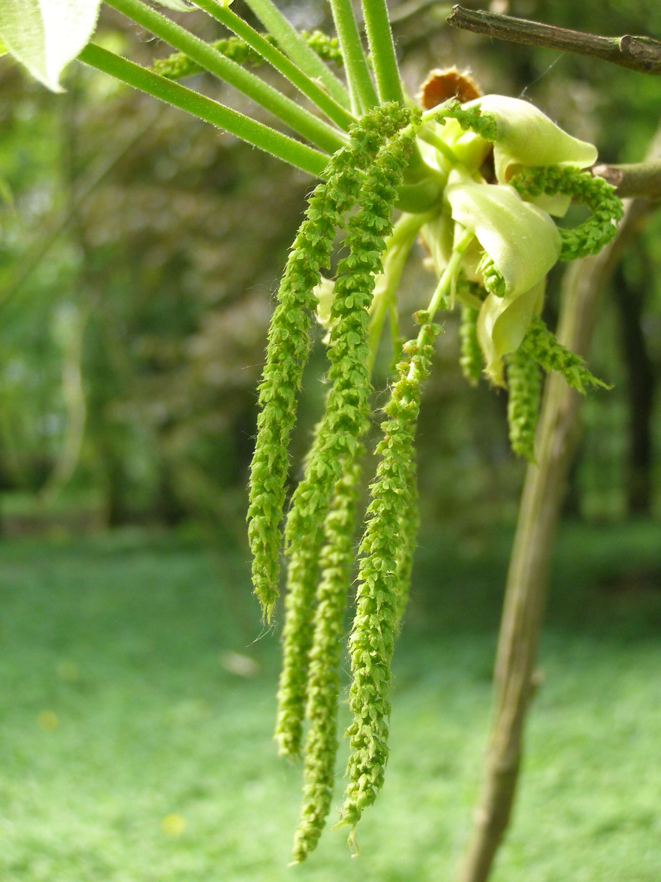 Image of shellbark hickory