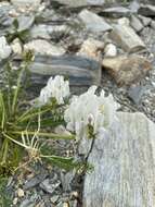 Image de Oxytropis varlakovii Serg.