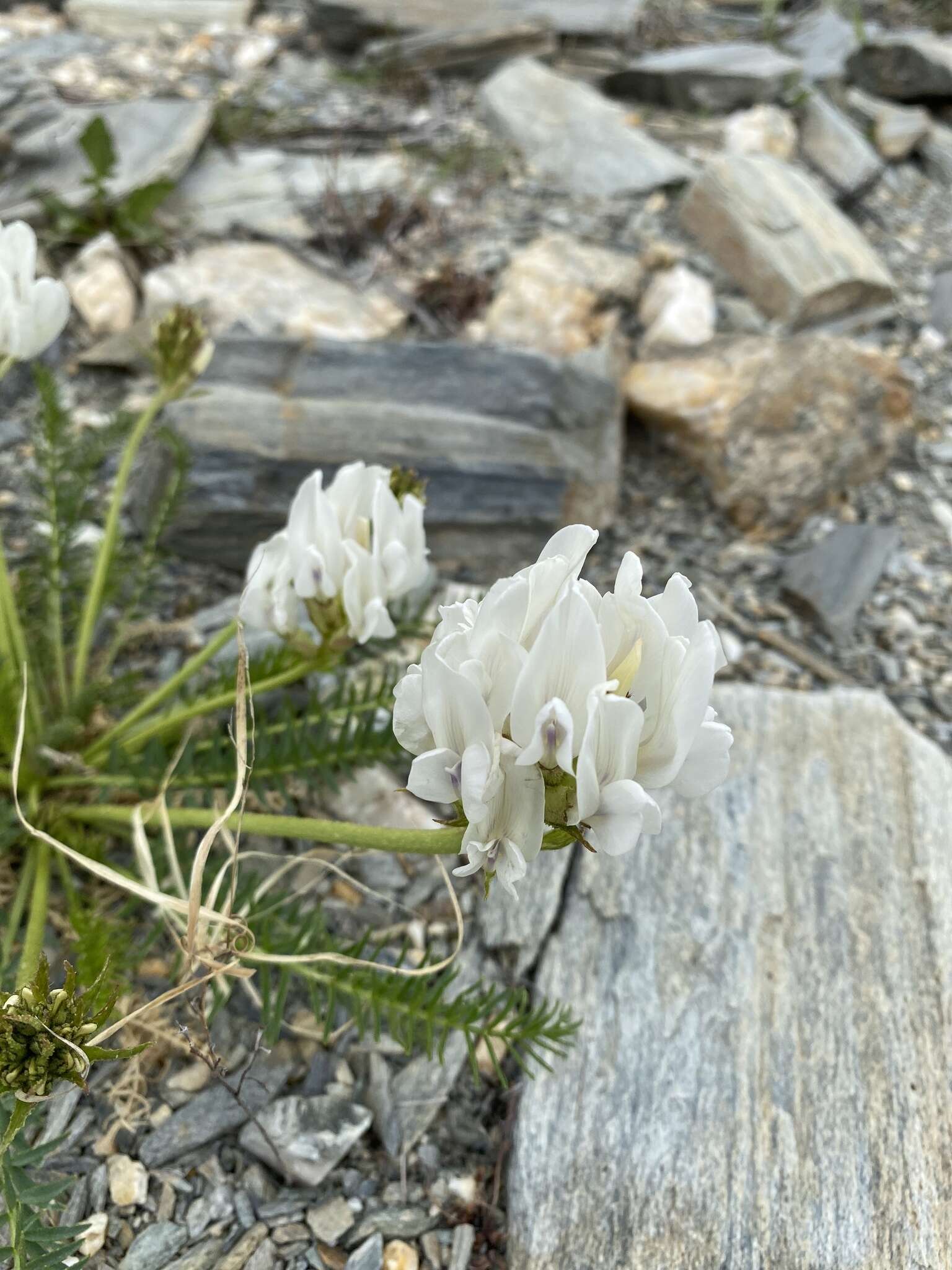 Image de Oxytropis varlakovii Serg.