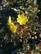 Imagem de Oenothera primiveris subsp. bufonis (M. E. Jones) Munz