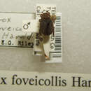 Image de Trox foveicollis