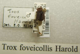 Image of Trox foveicollis