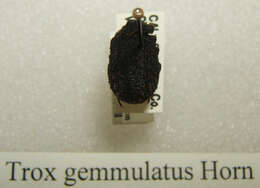 Image of Trox gemmulatus Horn 1874