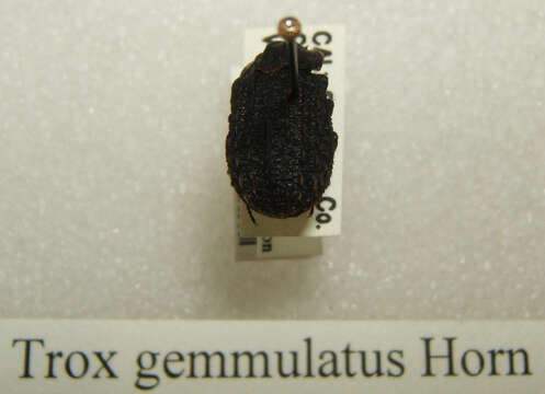 Image de Trox gemmulatus Horn 1874